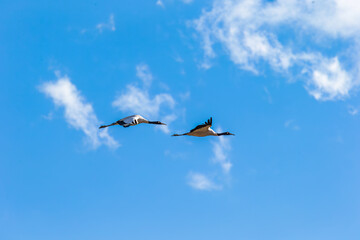 Black-necked cranes in flight over Phobjikha valley, Bhutan