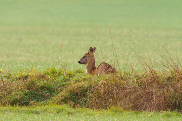 one beautiful deer doe standing on a meadow in spring