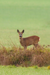 one beautiful deer doe standing on a meadow in autumn