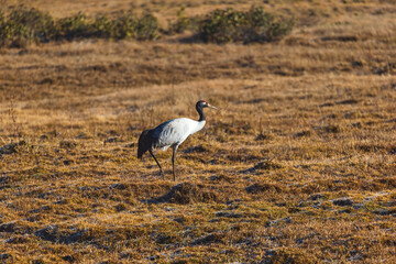Black-necked cranes on a field in Phobjikha valley, Bhutan