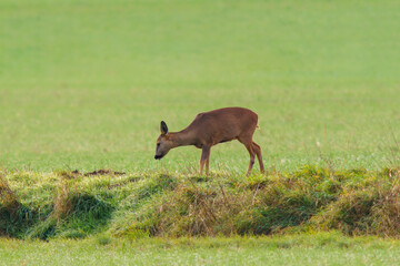 one beautiful deer doe standing on a meadow in spring