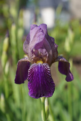 purple iris flower