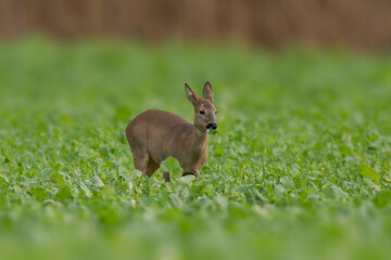 one beautiful doe doe standing on a green field in spring
