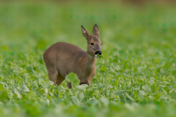 one beautiful doe doe standing on a green field in spring