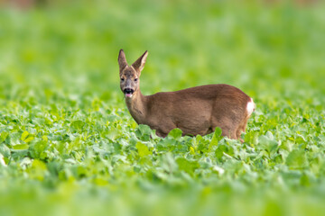 one young roebuck stands on a green field in spring