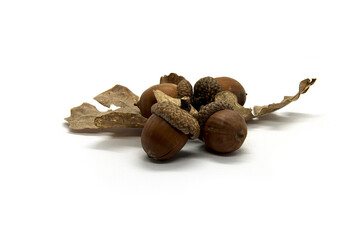 Acorns with a dry oak leaf on a white background