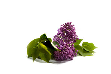 Purple lilac on a white background with green leaves