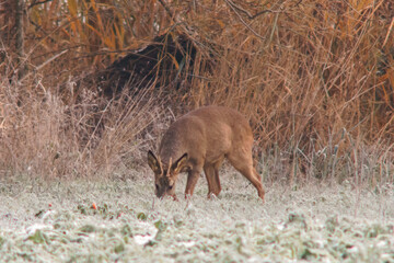 one young roebuck stands on a snowy field in winter