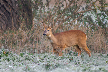 Naklejka na ściany i meble one adult roe deer doe stands on a frozen field in winter