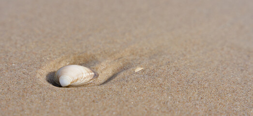 Fototapeta na wymiar Schale einer Muschel im Sand am Strand der polnischen Ostseeküste mit Platz für Text
