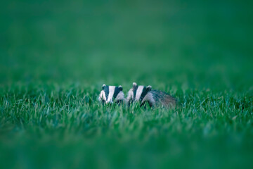 2 badgers running across a wheat field at dusk