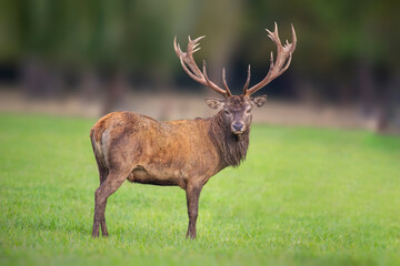 one handsome red deer buck stands in a meadow