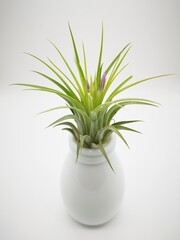 Air plant in blossom 