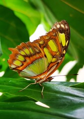 butterfly on leaf