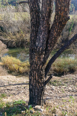 Totally burnt tree in front of a river