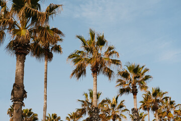 Fototapeta na wymiar Low angle shot of some urban green palm trees and blue sky in Barcelona.