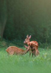 one deer doe with her fawn on a meadow in summer