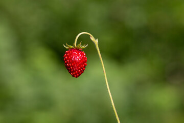 Red and green strawberry berries in wild meadow, close up. Wild strawberries bush in forest, macro, closeup
