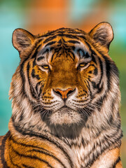 1 portrait of a pretty young tiger