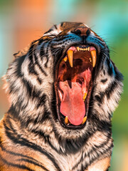 one handsome tiger shows his teeth and yawns