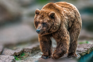1 big adult brown bear in a zoo