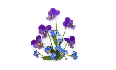 Flowers viola tricolor ( pansy ) and blue wildflowers forget-me-nots on a white background with...