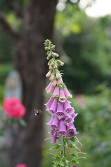 Obraz premium pink digitalis flowers 