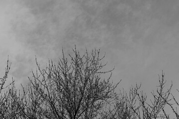 Black and White Cloudy Sky Over Bare Tree