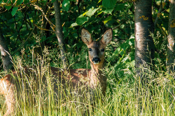 one beautiful roe deer doe stands on a meadow in summer