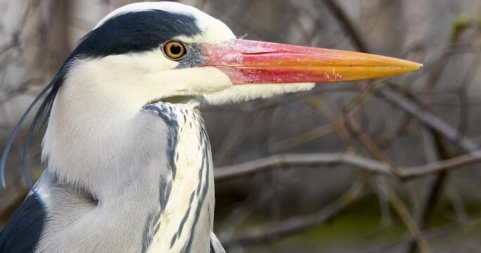 Extreme closeup gray heron