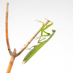 green praying mantis sits on a tree branch on a white background. insect predator. nature and zoology