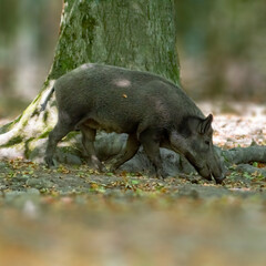a wild boar in a deciduous forest in autumn