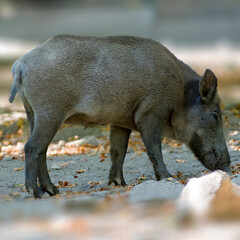 a wild boar in a deciduous forest in autumn