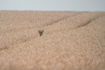 one young roebuck looking out of a wheat field in summer