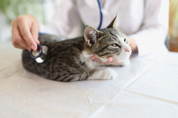 Woman veterinarian examining cat with stethoscope on table