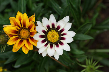 yellow flower in the garden