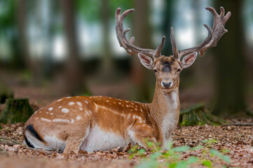 Naklejka na ściany i meble one handsome fallow deer buck is sitting in the forest and relaxing