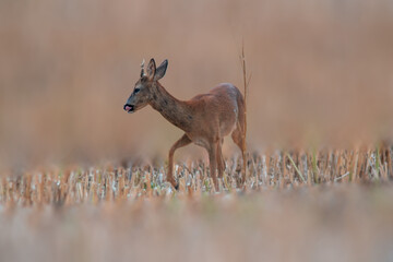 one young roebuck stands on a harvested field in summer