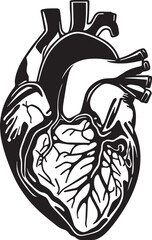 Human heart Vector illustration, on a white background, SVG