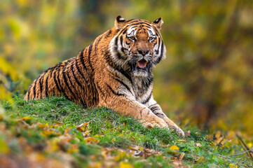 one handsome young tiger is lying around and relaxing
