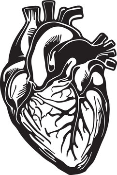 Human heart Vector illustration, on a white background, SVG