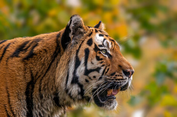 1 portrait of a very pretty young tiger