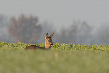 one Adult roe deer doe sits on a frozen field in winter