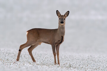 one young roebuck stands on a snowy field in winter