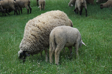 sheep and lambs