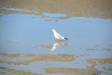 Mouette - Plage de Deauville