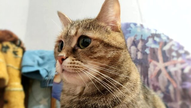 Portrait of a gray cat portrait. Emotions of a domestic cat.