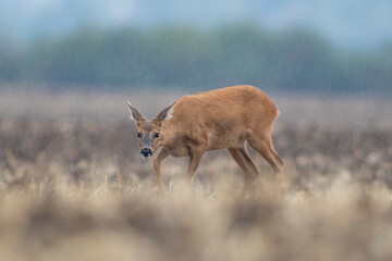 one beautiful deer doe standing on a harvested field in autumn
