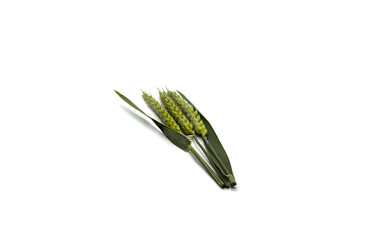 Three green ears of corn on a white background