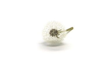 God's dandelion dandelion plant on a white background